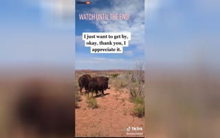 Woman Is Attacked And Gored By Bison At Texas National Park