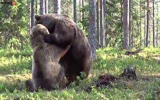 Heart meet floor! Video Photographer Captures Two Black Bears Going toe-to-toe in the Woods