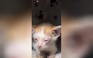 Faith in Humanity has been restored! Guy Finds a Dying Kitten and Brings it Back to Life