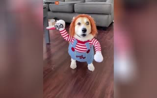 Run in fear or grab the treats? Cutest Dog Costume Ever!