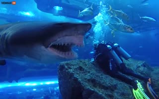 HOLY CRAP! Divers Can see the Speckles on this Sharks Teeth They're So Close