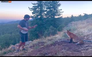 Magestic Looking Fox is Enthralled by this Banjo Player, Sits for an Encore