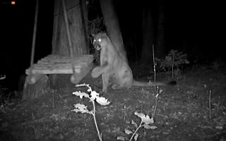 Mountain Lion caught on Hunter-Cam Playing like a Cat would