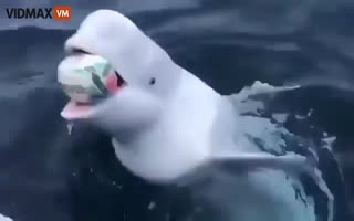 Beluga Whale Plays Fetch with a Fisherman near the North Pole