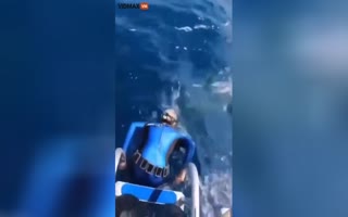 Female Diver was About to Jump Right into a Sharks Mouth by Accident