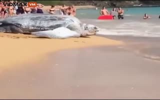 Incredible Footage of the Worlds Largest Turtle, a Leatherback