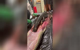 THE STUFF OF NIGHTMARES-Creepy Footage Shows Scientists Pull An Entire Alligator Found Inside A Burmese Python 