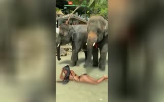 Woman In A Bikini Just Got #MeTooed By An Elephant