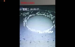 Chinese Farmers Can't get their Sheep to Stop Walking in Circles, Walking Over 12 Days Non-Stop!