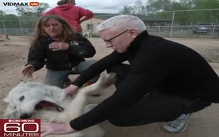 60 Minutes And Anderson Cooper Discovers Wolves Are Homophibic