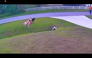Heroic Dog Saves the 6 year old He's Playing with from an Attacking Dog