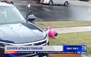 Video Captures Toddler Being Attacked By Coyote In Broad Daylight