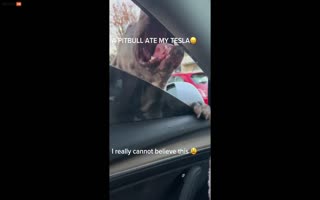 Pit Bull Turns Full-Blown Cujo! Rips a Womans Tesla Apart, then Bites the Owner Upon Returning Home