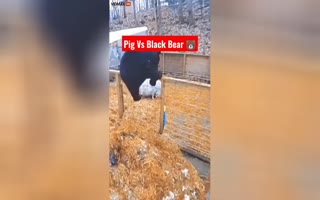 Black Bear Jumps into a Pig Pen and Finds Out Pigs are Savage AF!