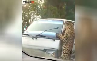 WILD Video Shows A Rampaging Leopard Attacks A Van Before Attacking 13 People