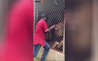 NSFW: Idiot Loses a Finger Trying to Play with a Tiger through a Fence