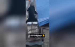 Bear on a Rampage in a Village does Parkour Moves to Get his Next Meal