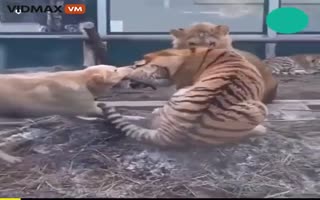 Extremely Well Trained Dog Acts as an Intermediary to Stop a Circus Lion and Tiger from Fighting