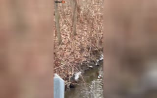 Video Shows Dead Fish Floating In East Palestine, Ohio River But The Government Says The Water Is Ok To Drink