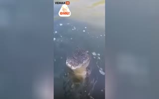 Gator Chases Down Fishing Reel, Then Damn Near Leaps into the Boat!