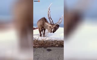 If Toxic Masculinity was Converted into a Deer. Deer Wears the Head of His Victim