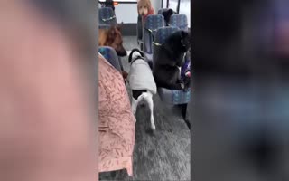 D'aww! Alaskan Bus Picks up some EXTREMELY Well-Behaved Dogs for Doggy-Daycare