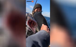 Incredibly Rare Lancetfish Caught by a Fisherman, Despite Living Thousands of Feet in the Deep Sea