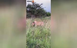 Filmographers Catch the Shot of their Lives, Tiger Catches an Antelope at FULL Speed