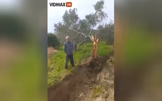 WILD AF!! Tree Stradling the Syrian/Turkey Border Has a 30+ FT Gap, Trees Split in Two, From the Recent Quakes