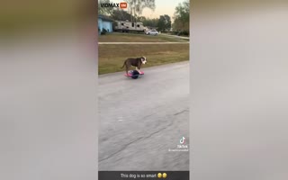 This Dog is Next Level Talented at Riding a Single Wheel Electric Skateboard