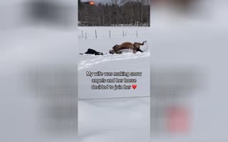 Incredibly Smart Horse Tries to Make Snow Angels with its Owner