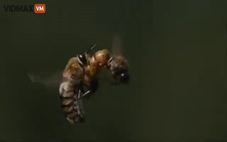 Mid-Air Slow-Motion Vid Captures A Queen Bee Doing the Nasty in EXTREMELY Detailed Close-Up, the Male Dies Seconds After 'Finishing'
