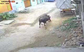 [GRAPHIC] Rogue Bull Gores a 4-Year-Old Child Aimlessly Roaming the Streets of India
