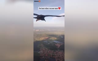 Incredible Moment a Tagged Black Vulture Flies with and Then Lands on a Paraglider