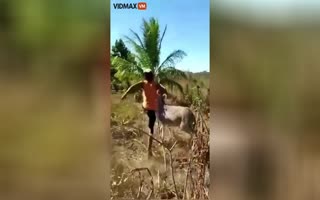 Dude Effed Around With The Donkey And Found Out