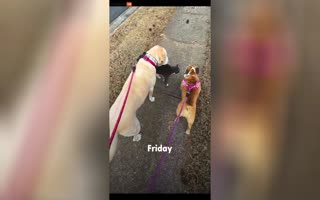 Neighbors Cat Starts Going On Walks with His Dog Neighbors, Eventually Moves In