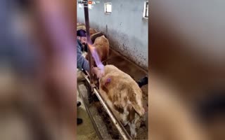 Fascinating Video Shows a Farmer Using a 'Trocar' to Relieve Gas from a Cow by Burning it Off