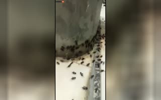 Locusts Descend on Mecca During Ramadan: Holy City Plagued by Biblical-Scale Swarm