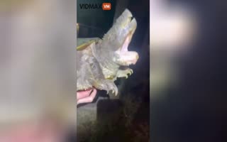 What in the Chernobyl!? Snapping Turtle Has Two Mouths!