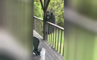 Alpha Male Scares the Bejeebus Out of a Black Bear That Scaled His Elevated Porch 4x4s for Food
