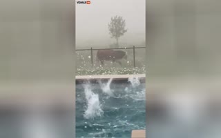 Texas Hailstorn Rains Down Golfball size Hail on a Lone Cow Getted Pelted as He Flees for Safety