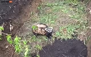 Ukrainian Military Members Are Ousted from their Foxhole by a Baby Racoon