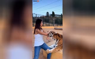 Woman Becomes A Giant Tiger's Chew Toy When It Gets A Little Too Playful