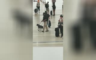 This TSA Agent Has No Business Having a K9 to Patrol With Him