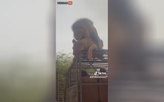 NSFW: Wild Encounter: Lions Get Frisky Above Tourist Vehicle!