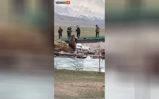 Bear Goes Full Attack Mode, Leaps Onto a Roof Where Men Are Hiding, Gets One After Jumping Off