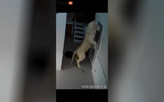 Hilarious Encounter: Pet Lion Challenges the 'Closed Door Policy'