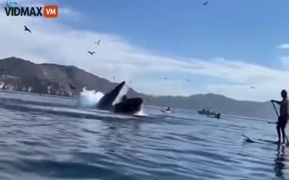 OMG! Two Kayakers Are Literally Swallowed WHOLE By a Whale!