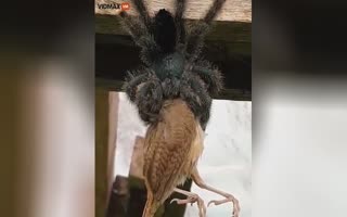 Nature Is WILD AF!!! Tarantula Filmed Eating a Bird... WHOLE!