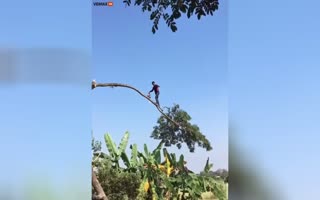 This Is Why Men Don't Live As Long, Guy Chops a Tree Down In the Dumbest Way Imaginable